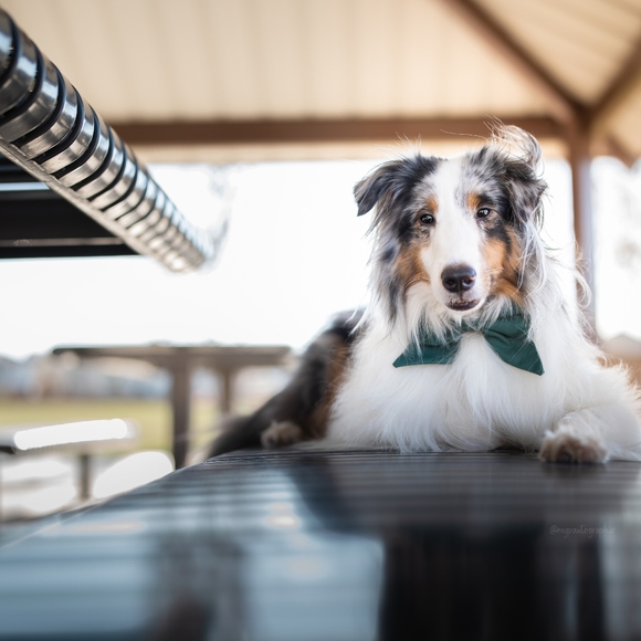 Tessies Elegant Emerald Harness + Bow - Picture 6 of 7